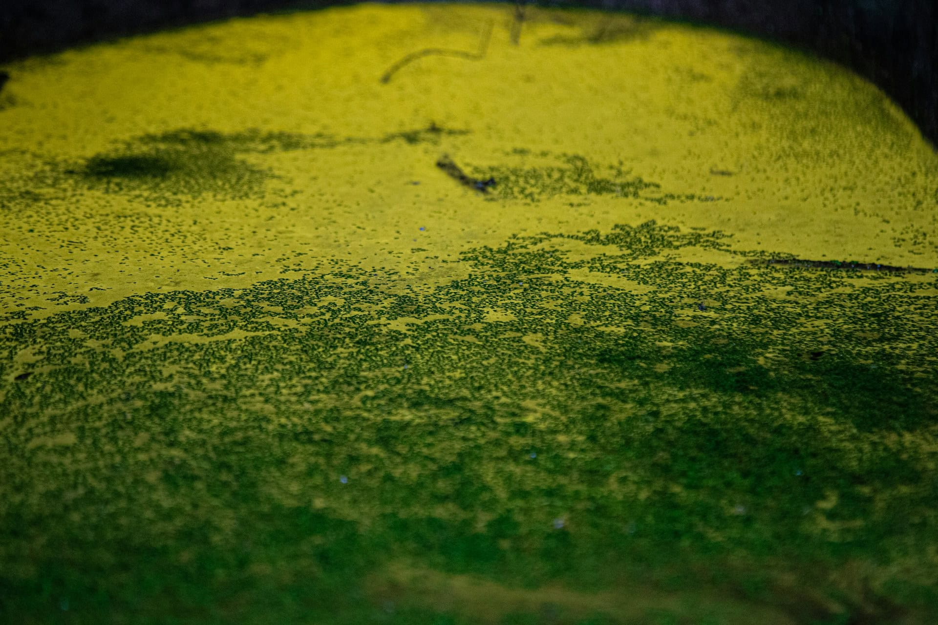 Green algae floating on the surface of still water with sunlight reflecting, creating a yellow and green pattern.